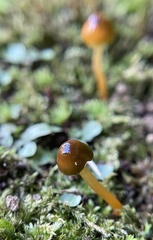 Agaricales