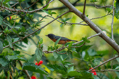 Diglossa baritula