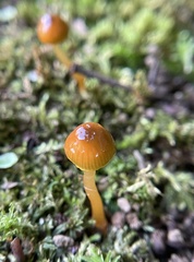 Agaricales