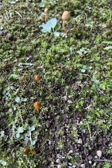 Agaricales