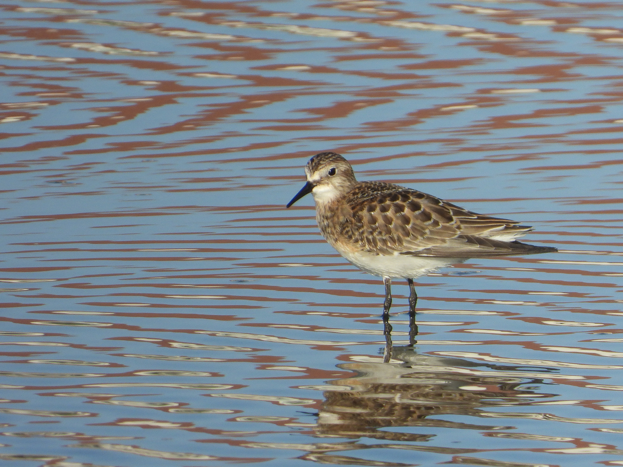 Baird's Sandpiper