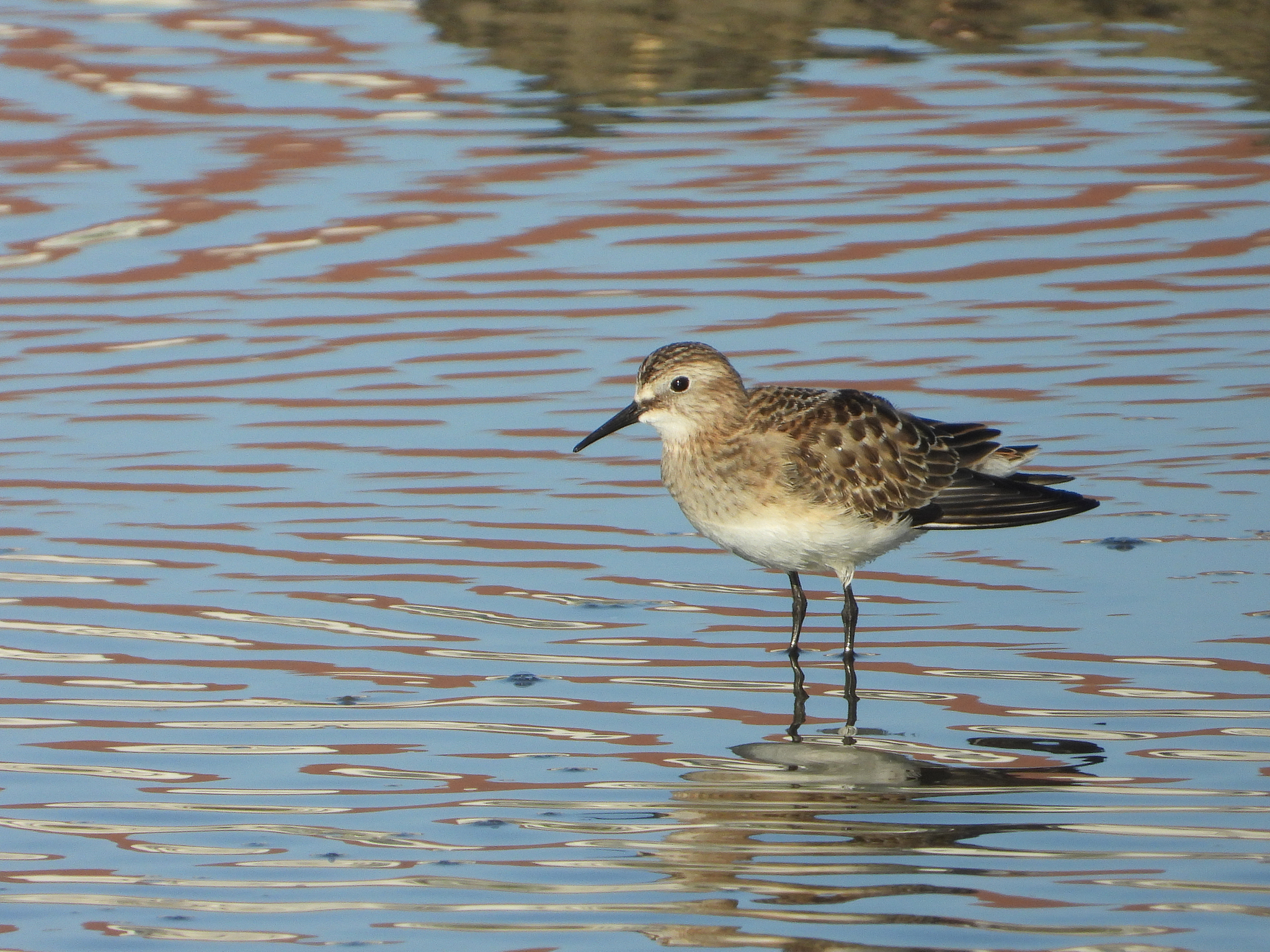 Baird's Sandpiper