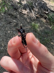 Pasimachus elongatus