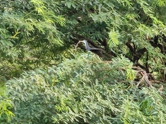 Amaurornis phoenicurus