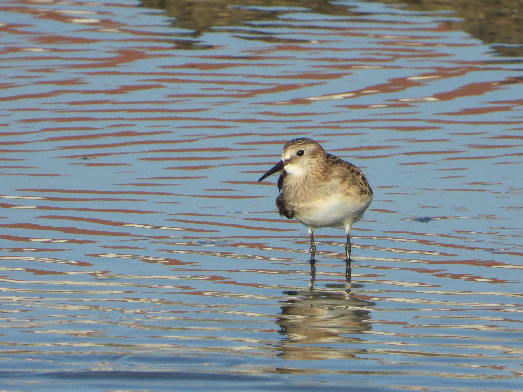 Baird's Sandpiper