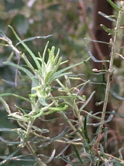 Cassinia aculeata