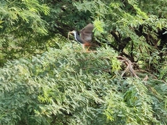 Amaurornis phoenicurus