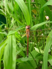 Anaciaeschna jaspidea