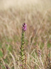 Odontites vernus