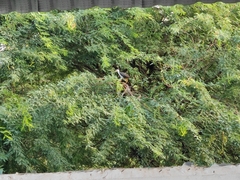 Amaurornis phoenicurus