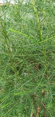 Artemisia capillaris