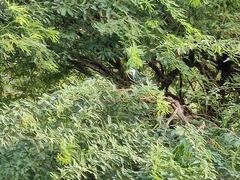 Amaurornis phoenicurus