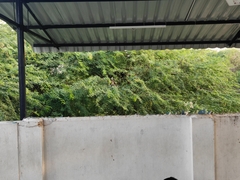 Amaurornis phoenicurus