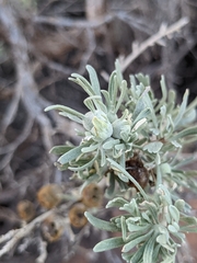 Rhopalomyia obovata