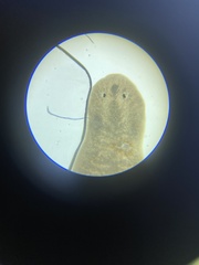 Planariidae