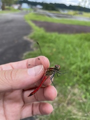 Sympetrum darwinianum