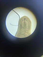 Planariidae