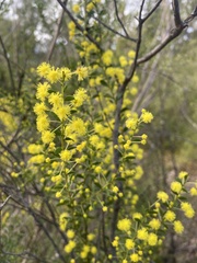 Acacia acinacea