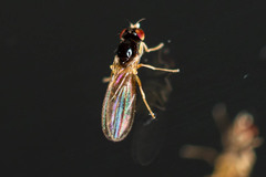 Cyclorrhapha