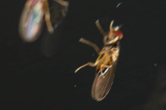 Cyclorrhapha