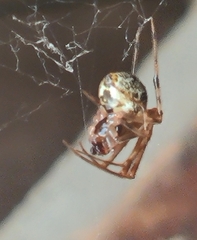 Parasteatoda