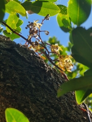 Erythrorchis cassythoides