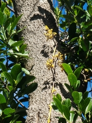 Erythrorchis cassythoides