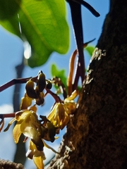 Erythrorchis cassythoides