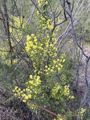 Acacia acinacea