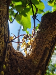 Erythrorchis cassythoides