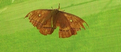 Antheraea yamamai yamamai