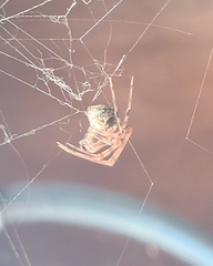 Parasteatoda