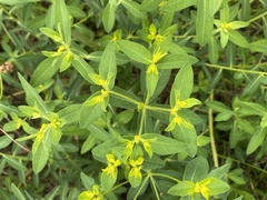 Euphorbia verrucosa