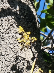 Erythrorchis cassythoides