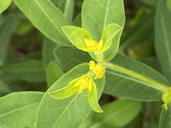 Euphorbia verrucosa