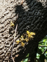 Erythrorchis cassythoides