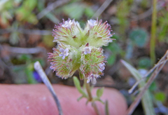 Valerianella hirsutissima