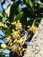 Erythrorchis cassythoides