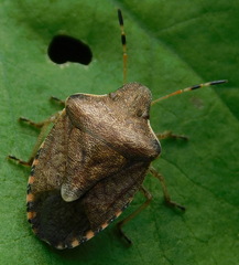 Peribalus strictus vernalis