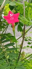 Ipomoea quamoclit