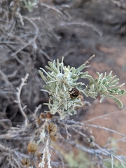 Rhopalomyia obovata