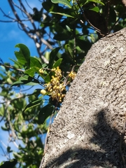 Erythrorchis cassythoides