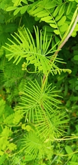 Ipomoea quamoclit