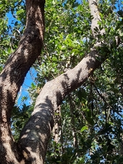 Erythrorchis cassythoides