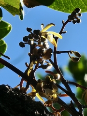 Erythrorchis cassythoides