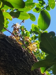 Erythrorchis cassythoides