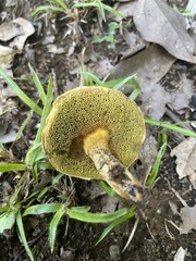 Boletaceae