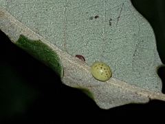 Neuroterus anthracinus