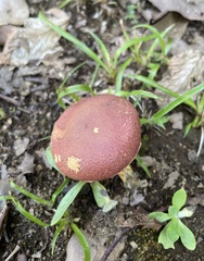 Boletaceae