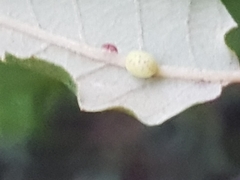 Neuroterus anthracinus